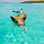 Conoce Bahamas, aguas cristalinas y relajación total