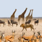 Namibia, un mágico destino para descubrir con Wilderness