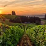 Traveler 101: Willamette Valley Guide