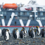 Crónica desde South Georgia a bordo del Magellan Explorer con Antarctica21