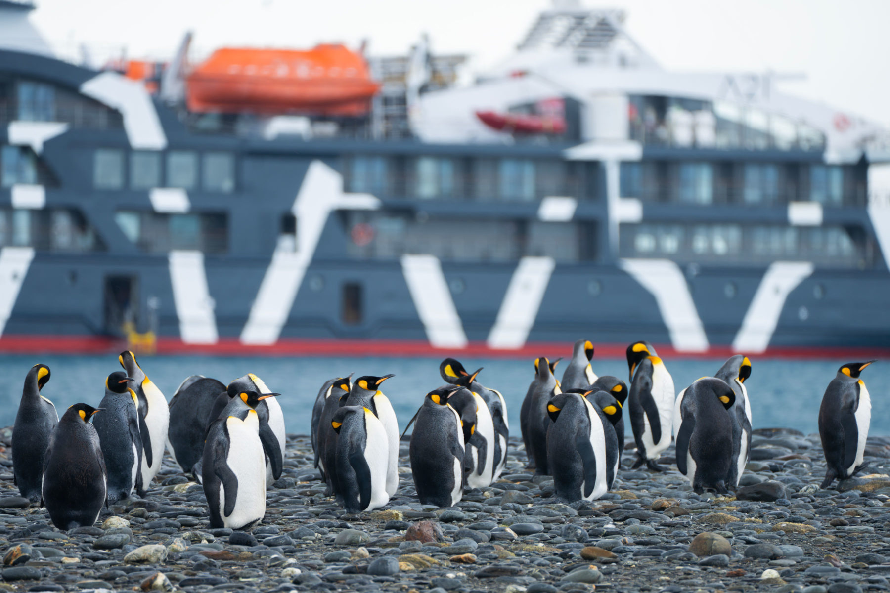 Crónica desde South Georgia a bordo del Magellan Explorer con Antarctica21