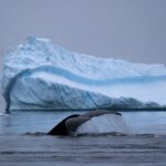Antarctica21 y HIF Global: uniendo fuerzas por un turismo sostenible en la Antártica