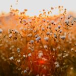 Primavera: destinos donde las flores transforman el paisaje