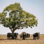 Descubre Tanzania lejos de las multitudes con Wilderness Usawa