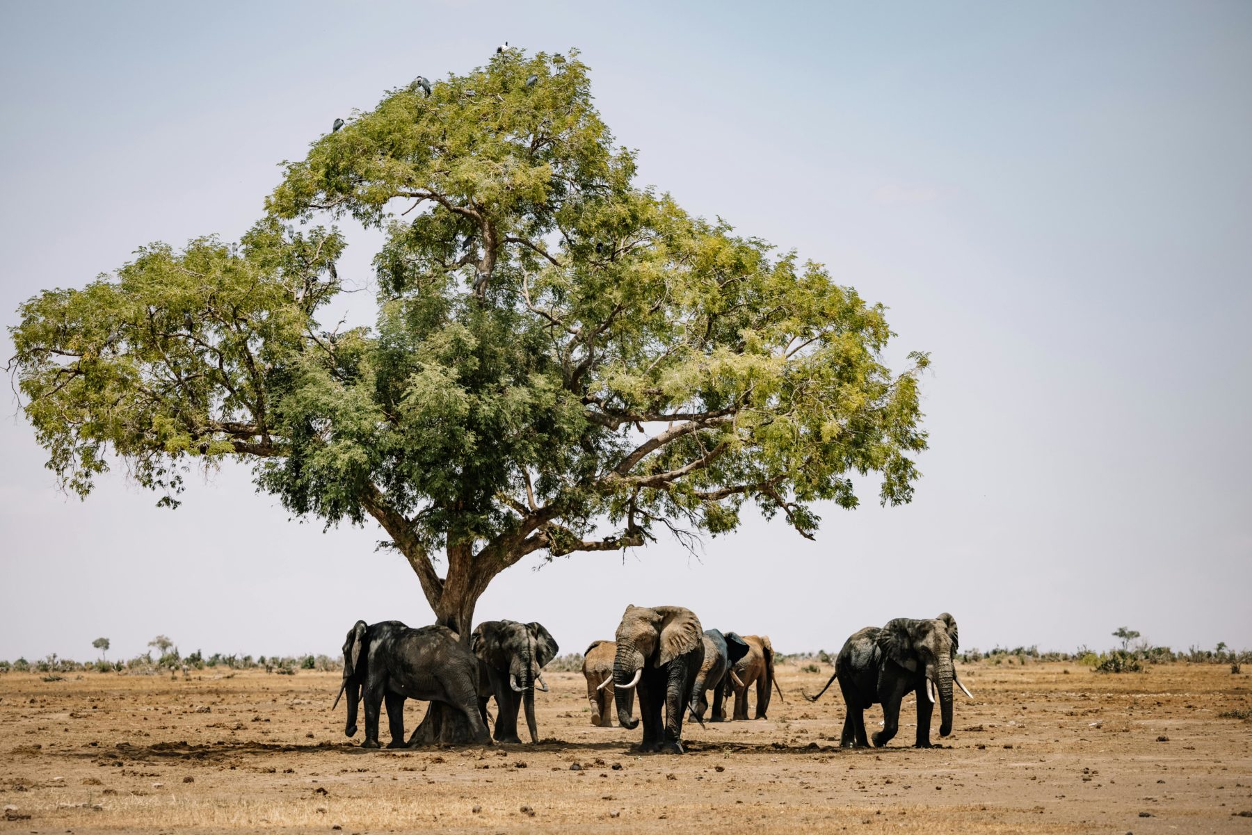 Descubre Tanzania lejos de las multitudes con Wilderness Usawa