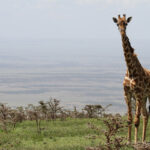 Descubre Tanzania