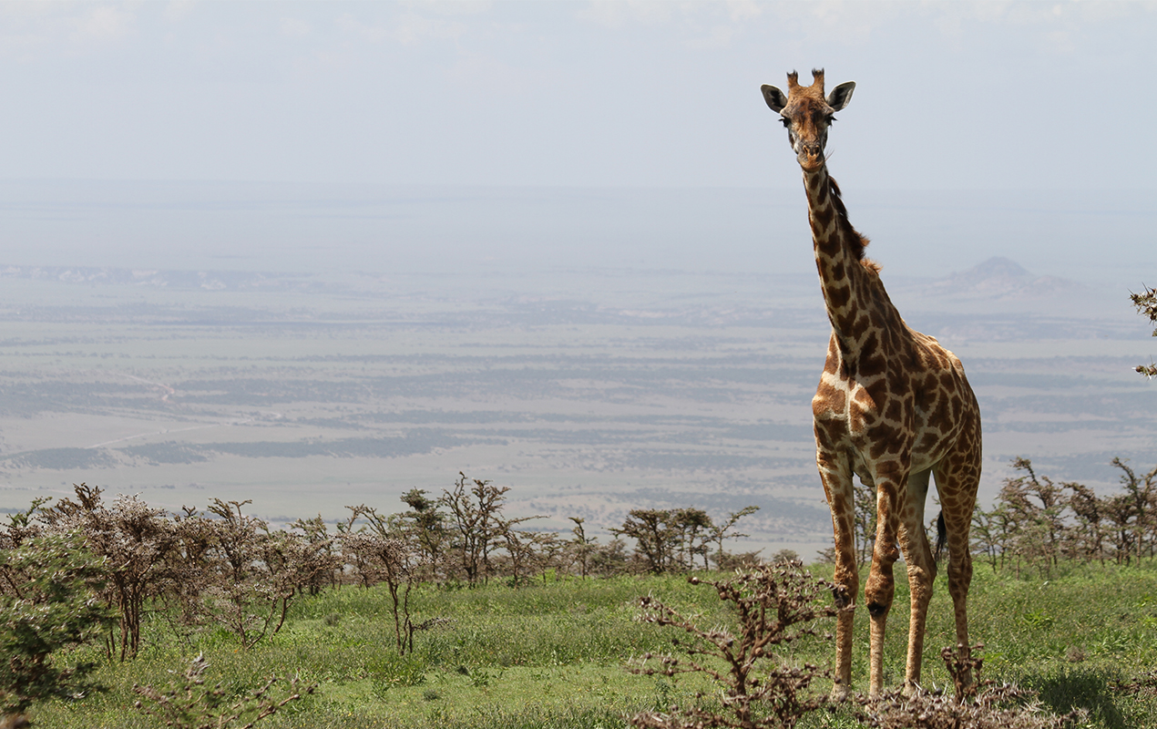 Descubre Tanzania